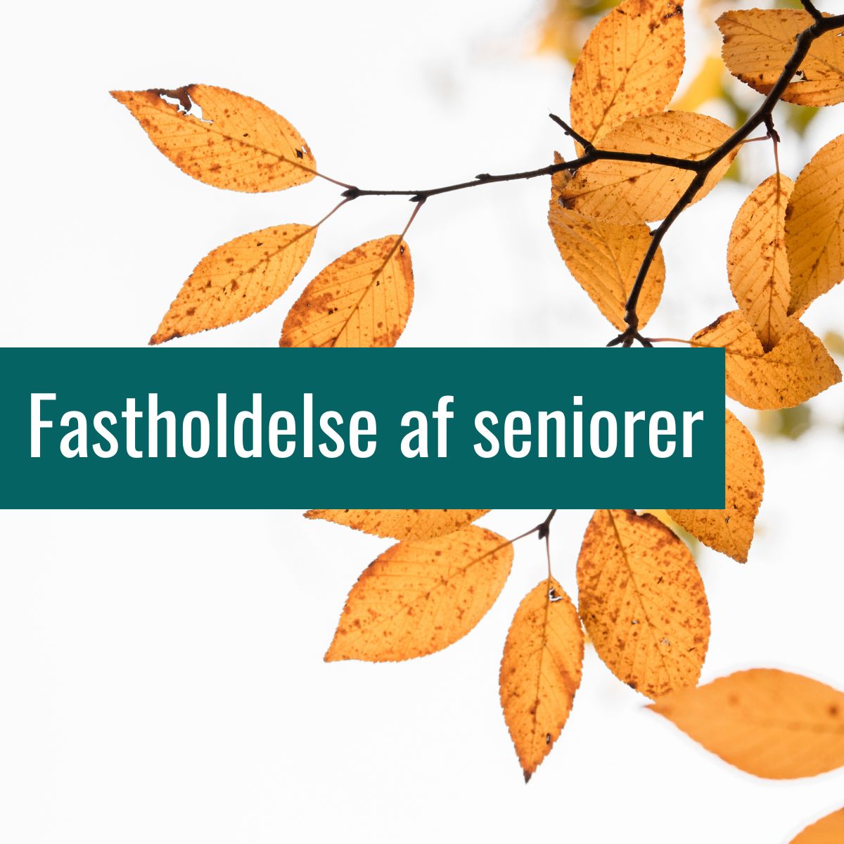 Fastholdelse af seniorer